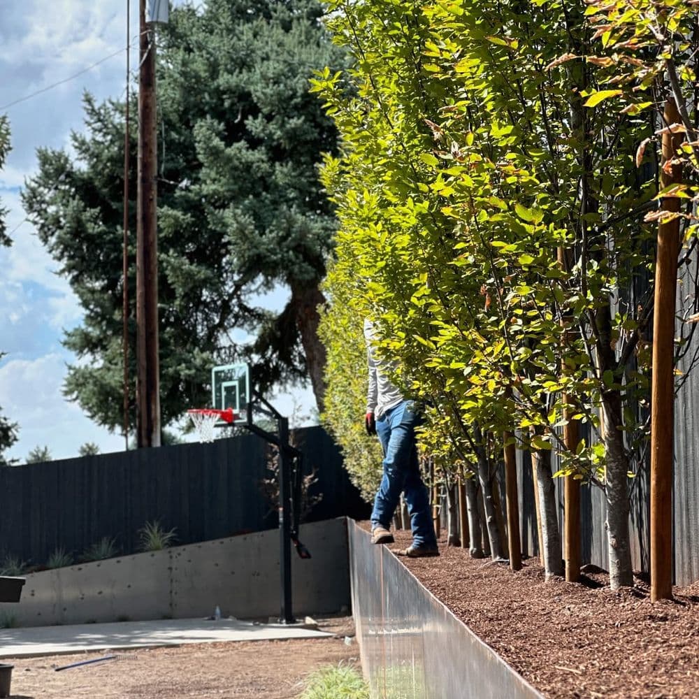 Planting & Removal image